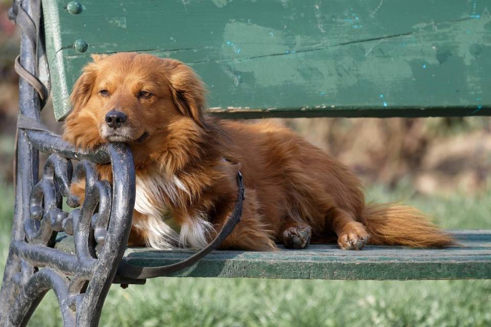 dog-7876539_1280