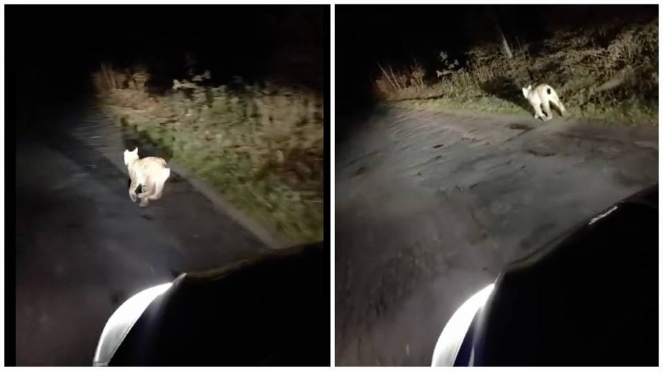 Spotkanie z rysiem pod Piotrkowem! Dziki kot szedł asfaltową drogą, nagrał go wójt. Czy to Rejent? [Wideo]